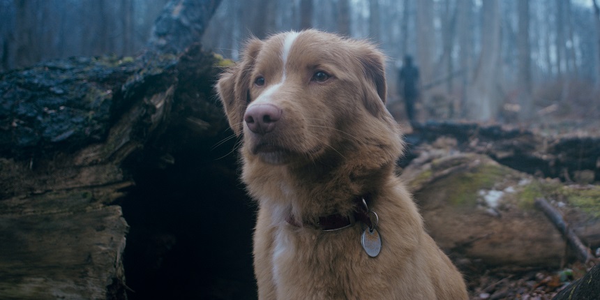 GOOD BOY Final Trailer: Canine Spooker Opens in Theaters on October 3rd